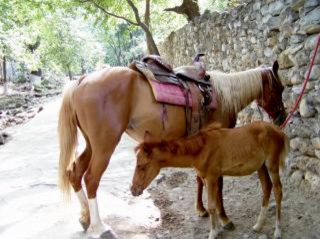 Horse moment about country life