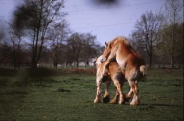 horse nature play in forest