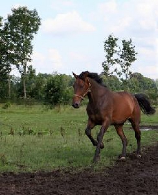 horse portrait walking at grass in nature