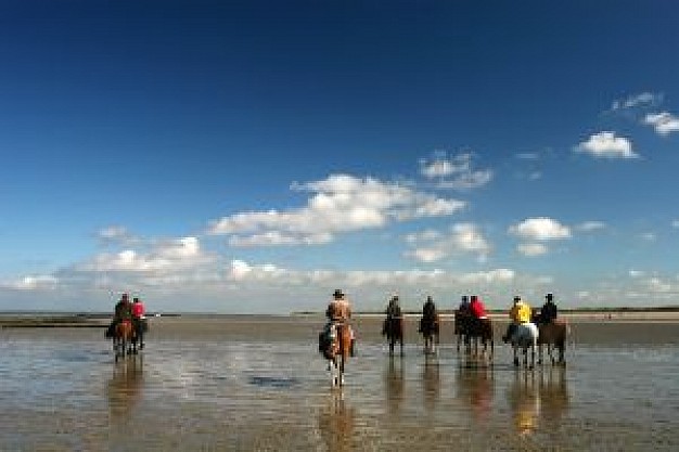 horse riding on the beach in skyline