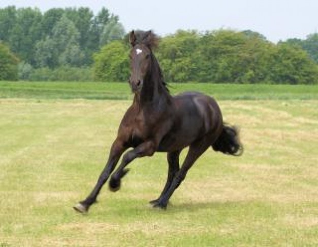 horse running at grassland in the netherlands