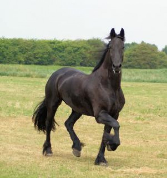 horse running in the netherlands herd grassland