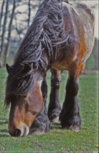 Horse Shin Ji farming nature about Horse racing Stallion