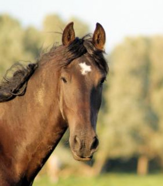 Horse Sports in the netherlands grasslands about Equestrian