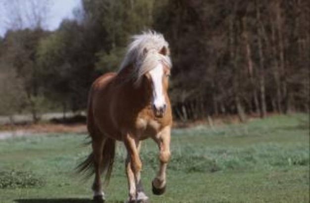 Horse Stallion about Business and Economy grassland and forest