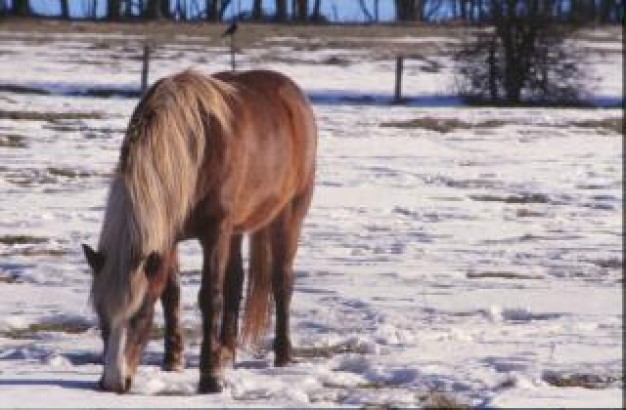 horse stallion eating in snow field