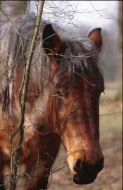 Horse Stallion head about forest life
