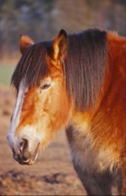 horse stallion head closeup with orange hair