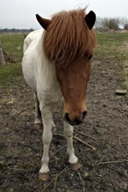 horse with brown hairs stallion ride