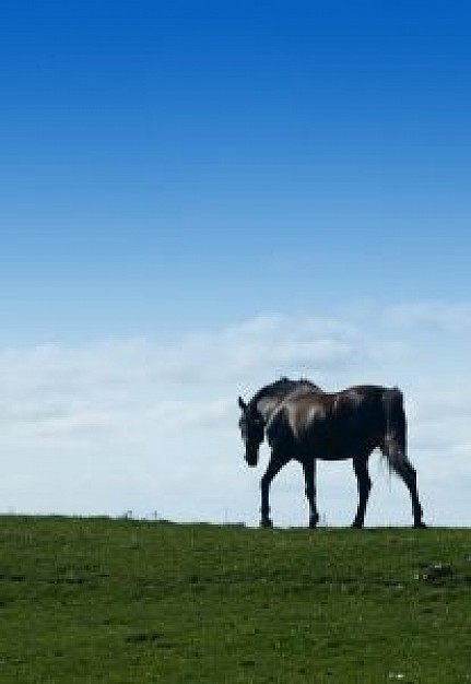 horse walking at skyline with blue sky and green grassland