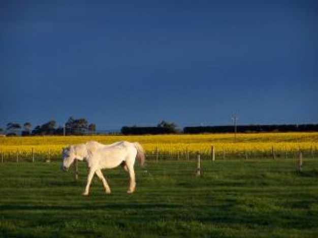 Horse white Sports horse and rape about grassland