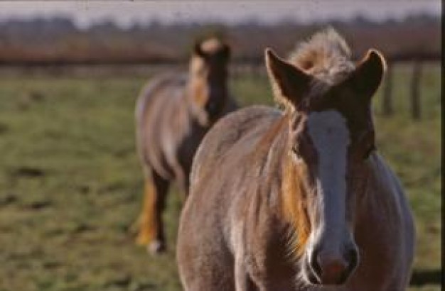 horses animal in farm with grassland