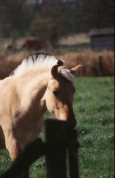 horses animal running at farm