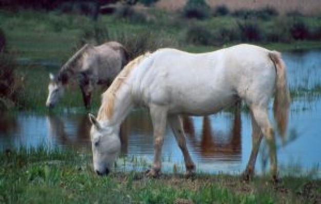 horses drink and eating at side of river