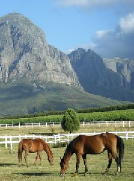 horses eating grass in the field with mountain background