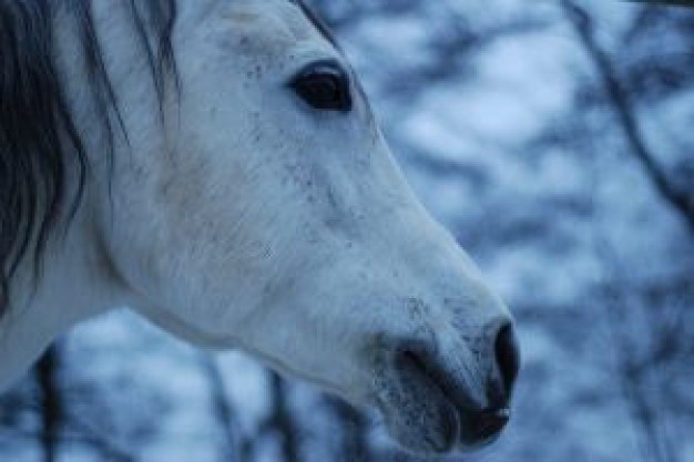 horses head facial with snow forest background