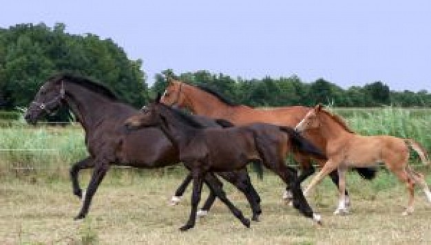 horses running at mud road with nature background