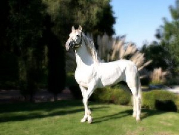 horses standing at grass and looking back with trees background