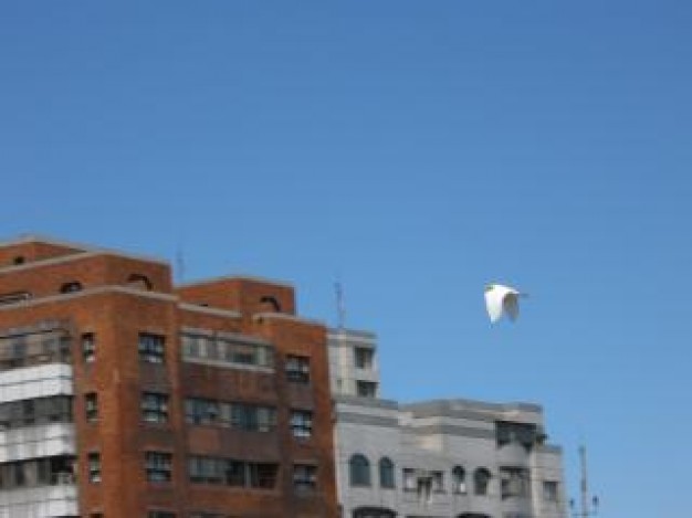 hot balloon flying over roof tops