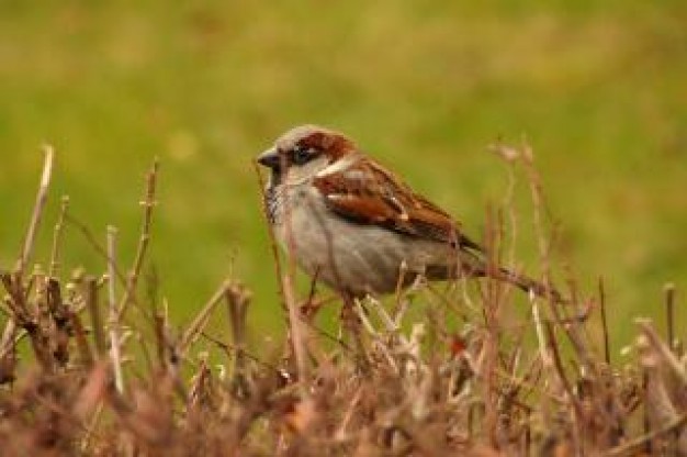 House Sparrow house Bird sparrow about Sparrow United States