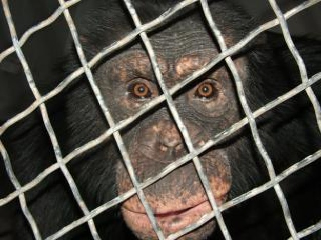 huey the chimp Monkey looking out net