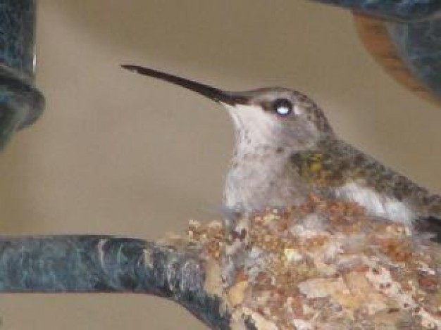 hummingbird side view close up