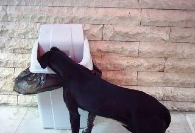 hungry dog head in Holidays trash about city dog life