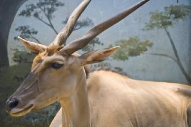 Hunting deer buck sunny about Antler Outdoors