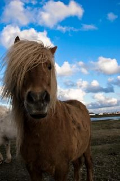 Iceland horse sky about Sports Equestrian with blue sky and cloudy