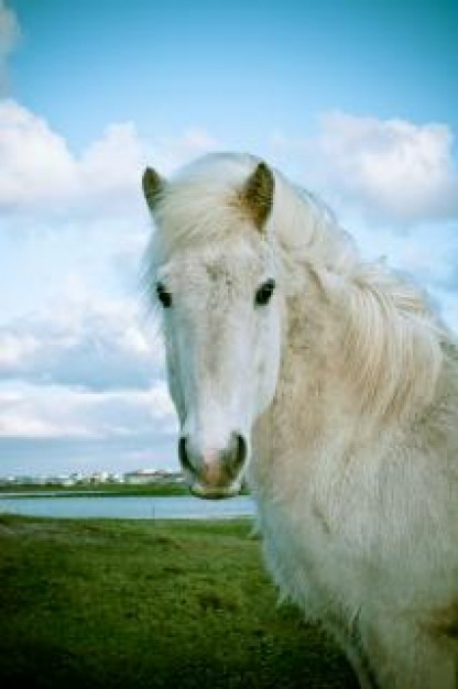 icelandic Pony horse with grassland blue sky and clouds background
