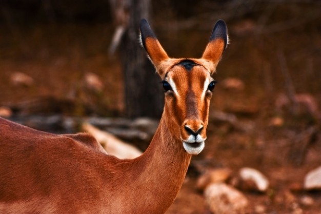 impala female close-up with brown color base