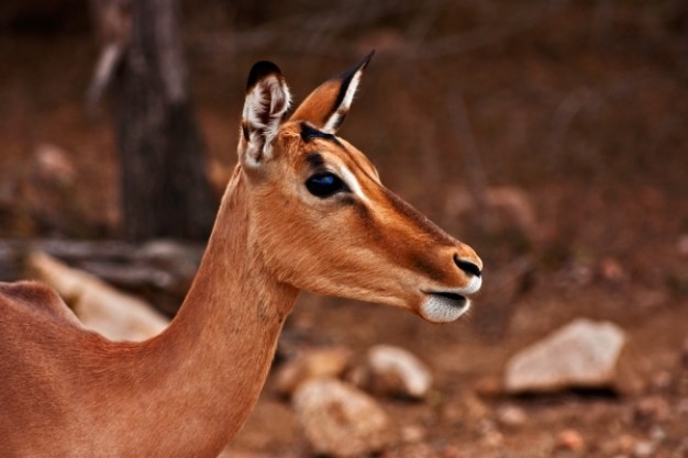 impala female in side view over autumn color