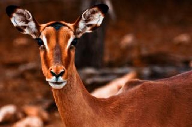 impala female sepia watching out with brown background