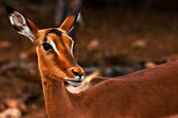 impala female watching out close-up