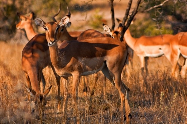 impala harem watching out in field