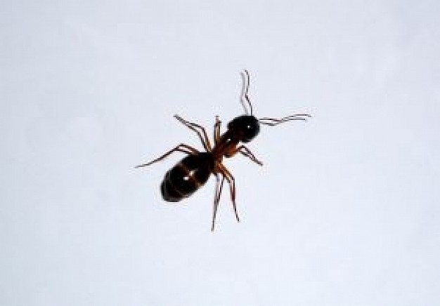 inch ant top view crawling over gray surface