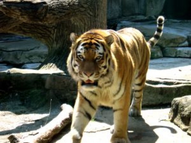 India Tiger about zoo animal under sunlight