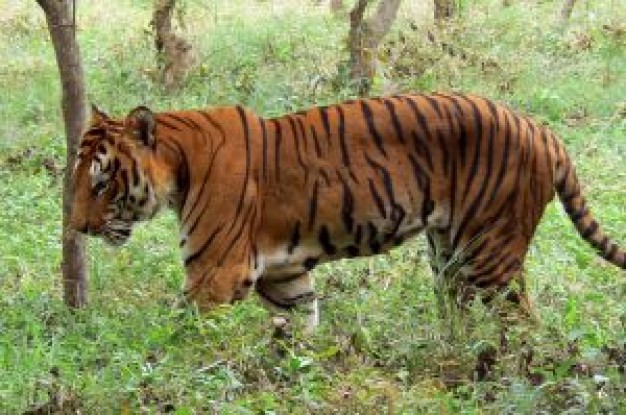 India tiger Karnataka about Tamil Nadu Tiger National Tiger