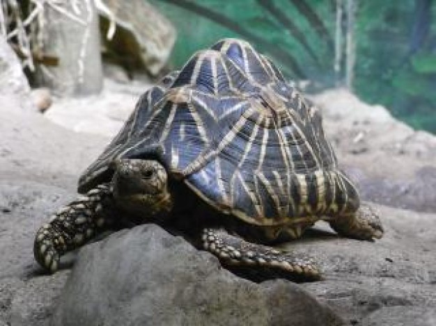 indian star tortoise crawling on stone surface