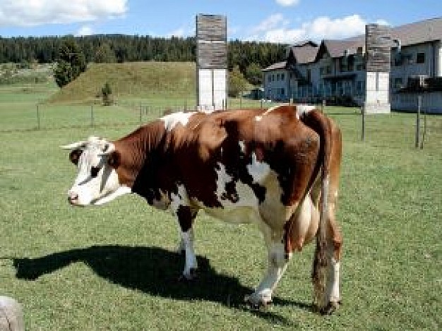 inquisitive cow sitting in grassland and looking back with house background