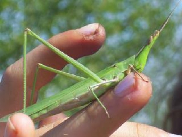 Insect animal bug Grasshopper resting on Finger