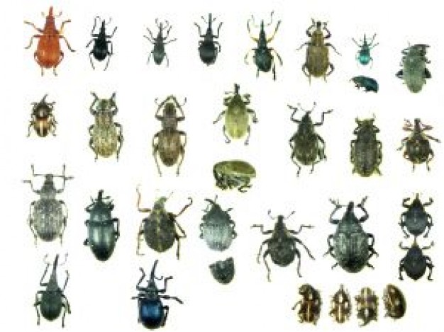 insect Biology specimen world about Recreation Science and Nature