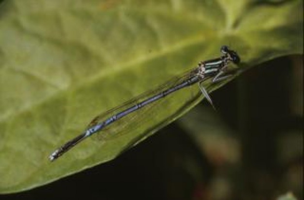 Insect Dragonflies animal close-up about wild life