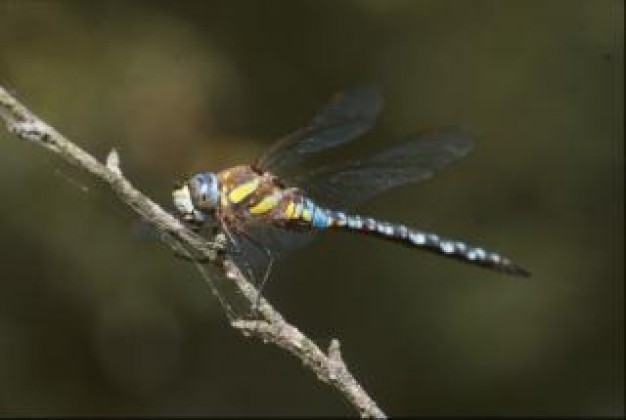 Insect Dragonflies macro animal insect about wild life