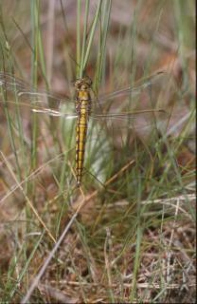 Insect Dragonflies macro insect about Business and Economy Meaning of life