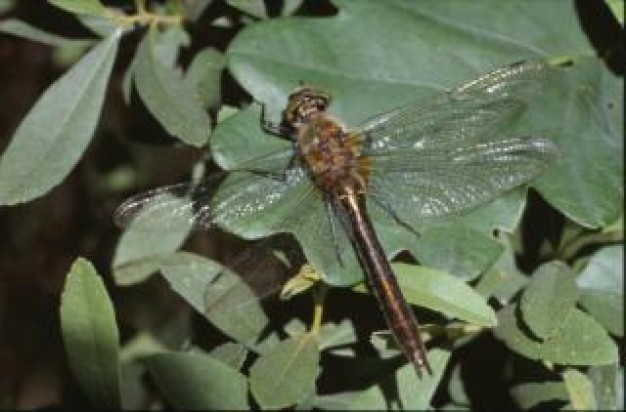 Insect Dragonflies wings animal close-up macro about Dragonfly Biology