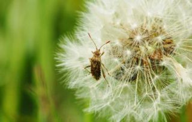 insect macro beetle clawling on dandelion