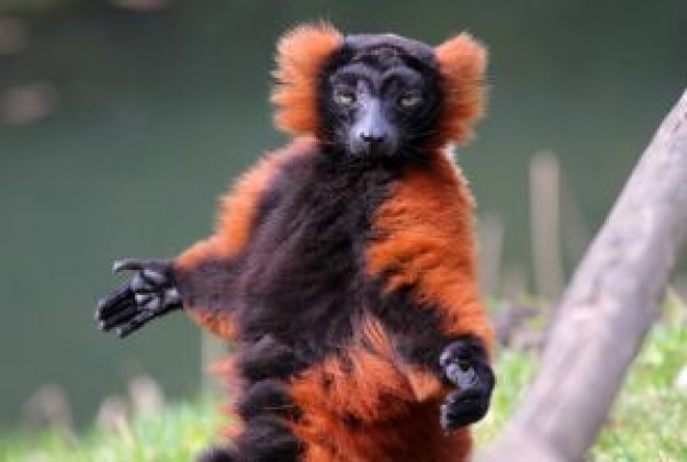 Ireland cool Killarney monkey about Animal Recreation