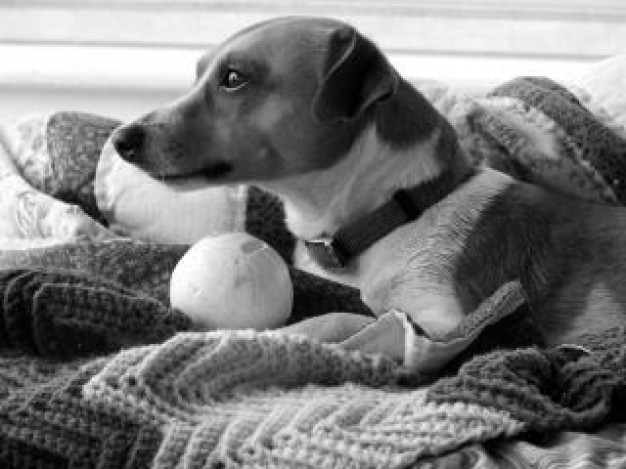 jack russell dog lying on wool cloth in gray mode