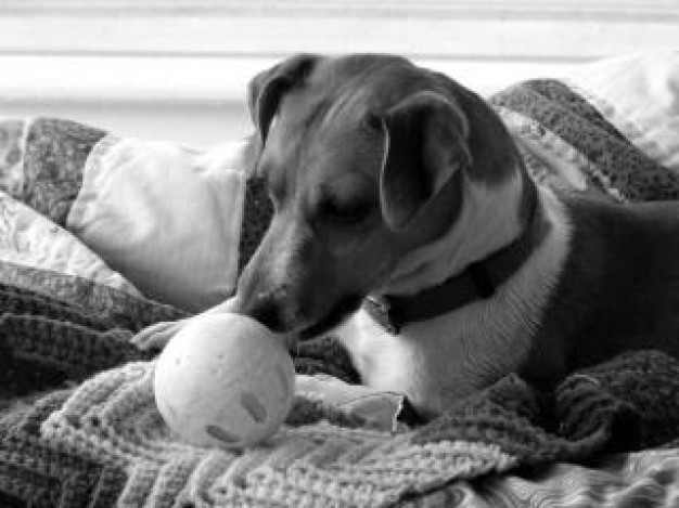 Jack Russell Terrier jack Dog russell playing ball about Pets Recreation